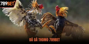 Đá Gà Thomo – Bí Mật Hấp Dẫn Khiến Cược Thủ Say Mê